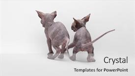  Presentation with bald - Beautiful slides featuring two bald cat sphinx sphynx backdrop and a light gray colored foreground