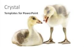  Presentation with bar - Slide deck having two-bar-headed-goslings-quacking background and a white colored foreground