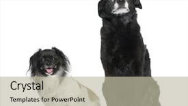  Presentation with dogs - Beautiful PPT theme featuring two bastard dogs 3 and 11 years old sitting in front of white background studio shot backdrop and a mint green colored foreground