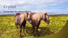  Presentation with photo album of journey honeymoon - Beautiful PPT layouts featuring two-beautiful-and-kind-horses backdrop and a sky blue colored foreground