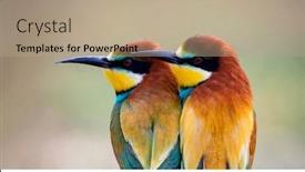  Presentation with eaters - PPT theme with two-beautiful-bee-eaters background and a coral colored foreground