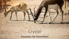  Presentation with different - Audience pleasing presentation design consisting of two-beautiful-different-antelope backdrop and a  colored foreground