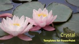  Presentation with frog - Presentation consisting of two-beautiful-flowers-of-water background and a tawny brown colored foreground