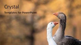  Presentation with geese - Cool new PPT theme with two beautiful geese anser anser backdrop and a coral colored foreground
