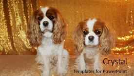 Presentation with sequin - Presentation theme featuring two beautiful king charles cavalier dogs sit against a gold sequin background for their fashion photo shoot background and a coral colored foreground