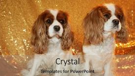  Presentation with sequin - Cool new presentation theme with two beautiful king charles cavalier dogs sit against a gold sequin background for their fashion photo shoot backdrop and a coral colored foreground