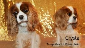 Presentation with sequin - Presentation design with two beautiful king charles cavalier dogs sit against a gold sequin background for their fashion photo shoot background and a coral colored foreground
