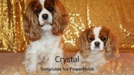  Presentation with sequin - Presentation design enhanced with two beautiful king charles cavalier dogs sit against a gold sequin background for their fashion photo shoot background and a coral colored foreground