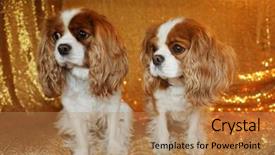  Presentation with sequin - Presentation design having two beautiful king charles cavalier dogs sit against a gold sequin background for their fashion photo shoot background and a coral colored foreground