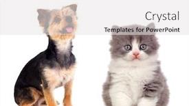  Presentation with pets - Amazing PPT layouts having two beautiful pets isolated on a white background backdrop and a white colored foreground