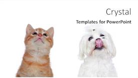  Presentation with pets - PPT layouts with two beautiful pets isolated on a white background background and a white colored foreground