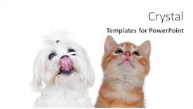  Presentation with pets - Beautiful PPT layouts featuring two beautiful pets isolated on a white background backdrop and a white colored foreground