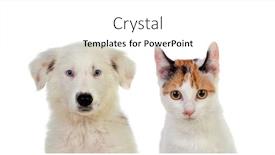  Presentation with pets - Colorful PPT theme enhanced with two-beautiful-pets-isolated backdrop and a white colored foreground