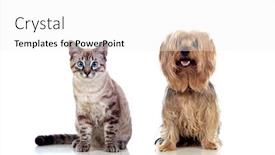  Presentation with pets - Slide deck enhanced with two-beautiful-pets-isolated background and a white colored foreground