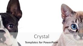  Presentation with pets - Amazing PPT theme having two-beautiful-pets-isolated backdrop and a white colored foreground