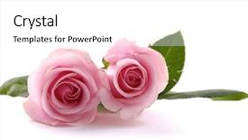  Presentation with pink rose - PPT theme having two beautiful pink roses background and a white colored foreground