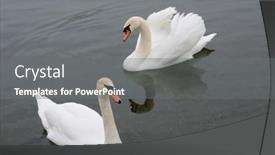  Presentation with floating - Slide deck consisting of two-beautiful-swans-floating background and a gray colored foreground