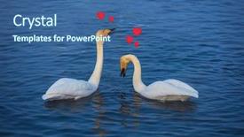  Presentation with swimming - Beautiful PPT layouts featuring two beautiful white whooping swans backdrop and a ocean colored foreground