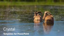  Presentation with lake - PPT layouts enhanced with two-big-horn-rams background and a ocean colored foreground