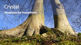  Presentation with wide - Beautiful presentation featuring two big trees backdrop and a  colored foreground