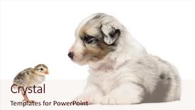  Presentation with old days - PPT layouts with two bird - australian shepherd puppy 30 days background and a lemonade colored foreground