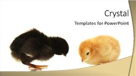  Presentation with black and yellow - Audience pleasing slide set consisting of two bird - black and yellow little chickens backdrop and a white colored foreground
