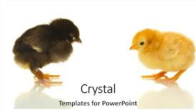  Presentation with black yellow - Beautiful theme featuring two bird - black and yellow little chickens backdrop and a white colored foreground
