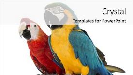  Presentation with yellow green - Amazing slide set having two bird - blue-and-yellow macaw ara ararauna 30 backdrop and a white colored foreground