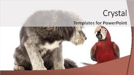  Presentation with evaluation of 5 years old boy - PPT theme enhanced with two bird - crossbreed 4 years old sitting background and a light gray colored foreground