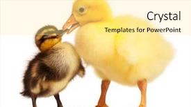  Presentation with domestic hotels - Presentation theme consisting of two bird - cute domestic duckling and gosling background and a blonde colored foreground