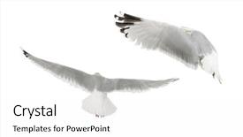  Presentation with flying - Amazing theme having two bird - european herring gulls larus argentatus backdrop and a white colored foreground