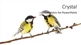  Presentation with bird - Cool new presentation theme with two bird - parus on twig isolated backdrop and a white colored foreground