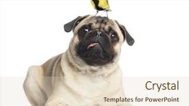  Presentation with head - PPT layouts consisting of two bird - pug lying with a great background and a lemonade colored foreground
