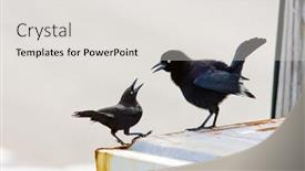  Presentation with birds - Presentation theme enhanced with two black birds barbados background and a light gray colored foreground