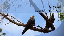  Presentation with eucalyptus australia - Presentation theme having two black cockatoo bird perching background and a light blue colored foreground
