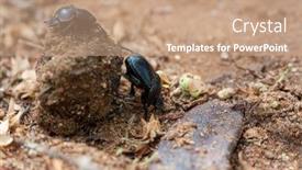  Presentation with forest and black car - Colorful PPT theme enhanced with two black dung beetle carry the dung through the warm sand backdrop and a coral colored foreground