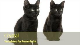  Presentation with black - Cool new presentation theme with two black kittens sitting looking away 2 months old isolated on white backdrop and a tawny brown colored foreground