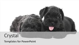  Presentation with puppy - Slides consisting of schnauzer - two black little cute puppy background and a light gray colored foreground