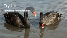  Presentation with black - Theme enhanced with two black swans cygnus atratus background and a gray colored foreground