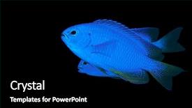  Presentation with fishes - Beautiful presentation theme featuring front of black background backdrop and a black colored foreground