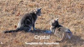  Presentation with battle - Slide set with two blue tabby cats ready background and a coral colored foreground