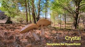  Presentation with woods - PPT theme having two boletus mushroom in deciduous background and a tawny brown colored foreground