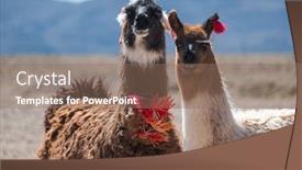  Presentation with yarn - Cool new slides with two-bolivian-llamas-decorated backdrop and a coral colored foreground