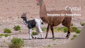  Presentation with walk in desert - Audience pleasing presentation design consisting of two-bolivian-llamas-walk backdrop and a coral colored foreground