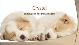  Presentation with border - Cool new slide deck with two border collie puppies 6 backdrop and a cream colored foreground