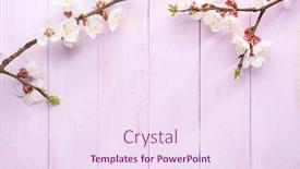  Presentation with light pink - Presentation consisting of two-branches-of-apricot background and a sky blue colored foreground