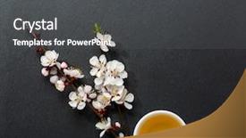  Presentation with tea cup - Amazing PPT theme having two branches of blossoming apricot backdrop and a dark gray colored foreground