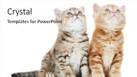  Presentation with british - Beautiful presentation theme featuring two british shorthair grey kitten cat isolated backdrop and a white colored foreground