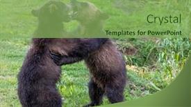  Presentation with brown bear - Beautiful slide set featuring two-brown-bear-cubs-playing backdrop and a seafoam green colored foreground