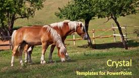  Presentation with horses - Audience pleasing slides consisting of two brown horses grazing grass in an enclosure backdrop and a tawny brown colored foreground